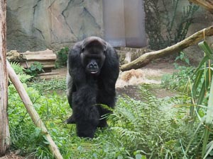 Gorilla